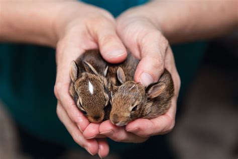 Inspiring Tales of Rabbit Rescues: Heartwarming Stories of Wildlife Rehabilitation