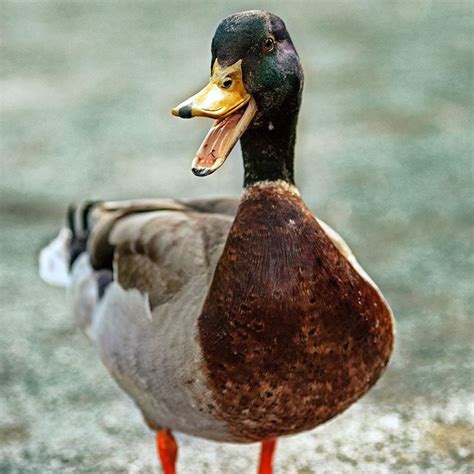 Interactions That Quack: Stories of Human-Duck Encounters