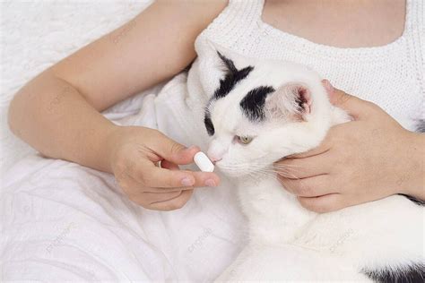 Interactions with ailing Feline Companions in Dreams: Offering Support and Solace