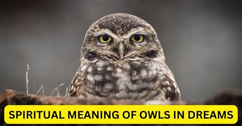 Interpreting Dreams about Owls in Hindi Folklore