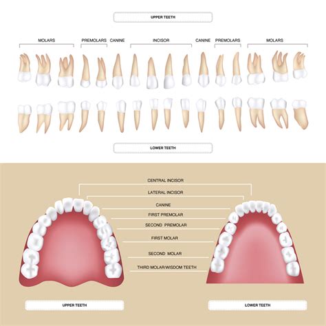 Interpreting Dreams of Ingesting Dental Structure in Various Cultures and Beliefs