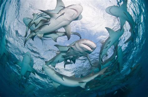 Interpreting Shark-Related Dreams: A Guide for Reflecting on Your Inner Depths