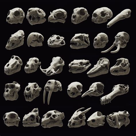 Interpreting Specific Skull Imagery: From Animal Skulls to Crystal Skulls