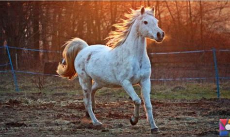 Interpreting dreams about cleansing equine creatures