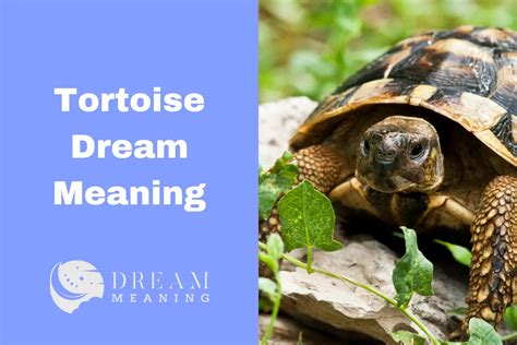 Interpreting the Dream: Significance of a Fractured Tortoise Shell