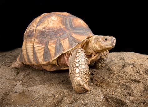 Interpreting the Dream of a Tortoise Without its Protective Shell