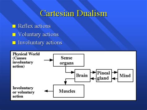 Interpreting the Dual Heads as Representations of Dualism and Equilibrium