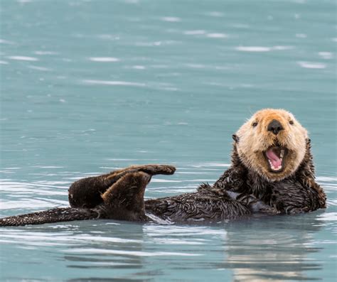 Interpreting the Otter as a Guide in Navigating Life's Challenges