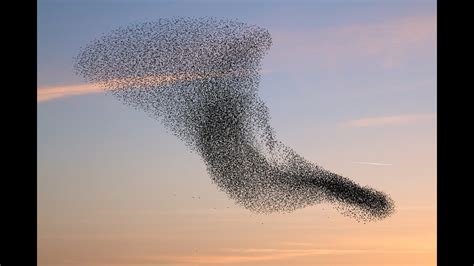 Interpreting the Phenomenon: The Significance of Birds Swarming