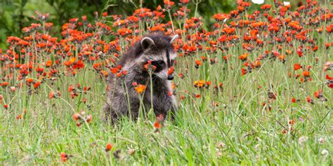 Interpreting the Role of the Raccoon in the Dream Scenario