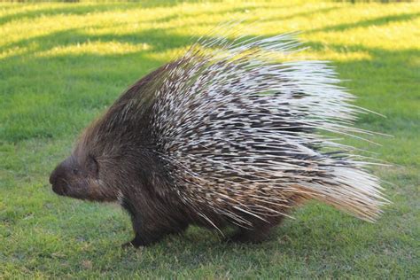 Interpreting the Significance of Porcupine Dreams across Diverse Cultures