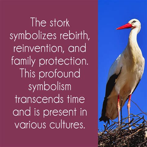 Interpreting the Spiritual and Cultural Significance of the Stork