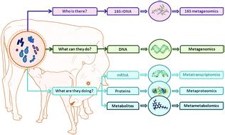 Interpreting the Subconscious Messages in Bovine Knotting: Insights from Psychological Perspectives