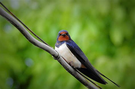 Interpreting the Symbolism of Swallows in Dreams