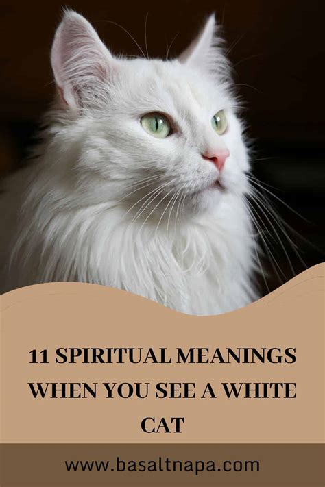 Interpreting the Symbolism of a White Cat's Demise: Is it an Unfavorable Sign?