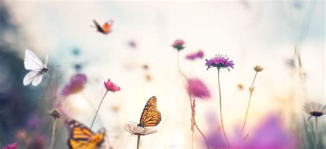 Interpreting the sensation of butterflies in the stomach in dreams