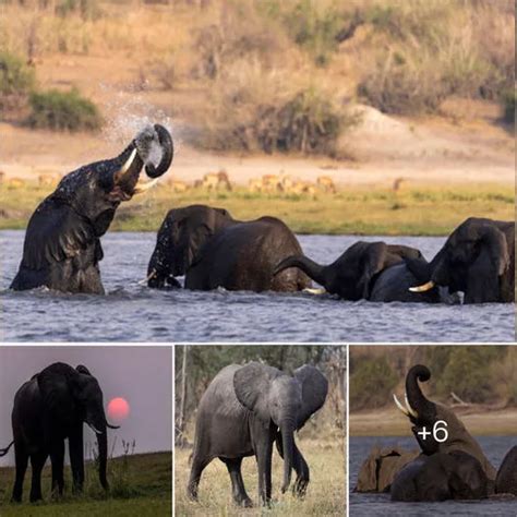 Into the Wild: Exploring the Enthralling Realm of Elephants