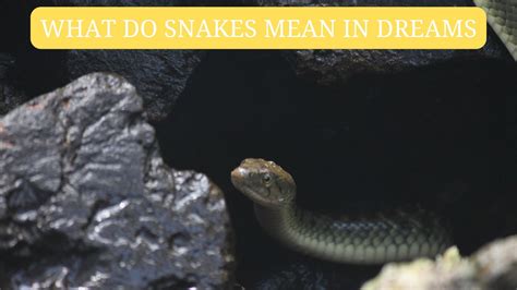 Introducing Snake Dreams: A Widespread Occurrence