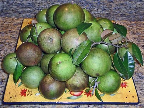 Introducing the Star Apple: A Tropical Sensation for the Senses