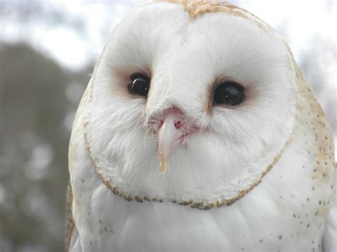 Intuition and the White Barn Owl: A Powerful Connection