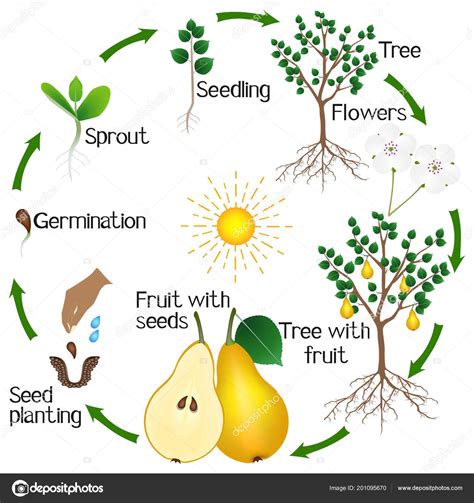 Investigating the Growth Methods of Scipio Pears