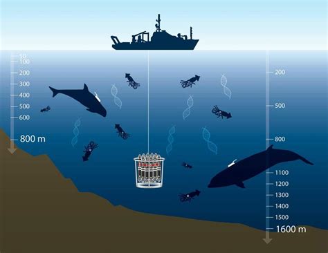 Invisible Predators of the Deep: Exploring the Predatory Behavior of the Enigmatic Cephalopod