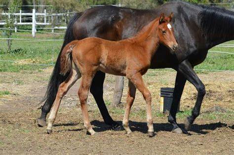 Invoking Renewal: A Precious Foal and a Promising Beginning