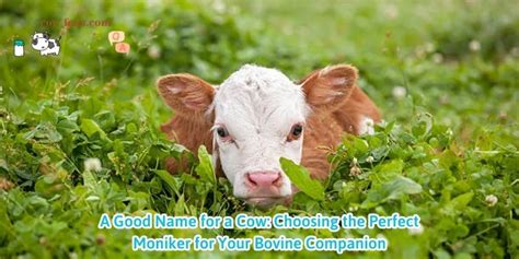 Is Having a Domestic Bovine Companion the Right Fit for You?