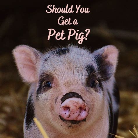 Is a Pet Swine the Right Choice for You? Crucial Factors to Consider