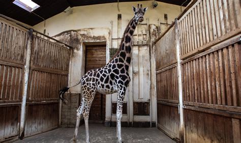 Is it Ethical to Keep Exotic Zoo Wildlife as Companions?