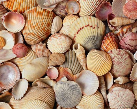 Join a Passionate Community of Seashell Enthusiasts