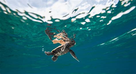 Joining Forces for Sea Turtle Conservation: Taking Action