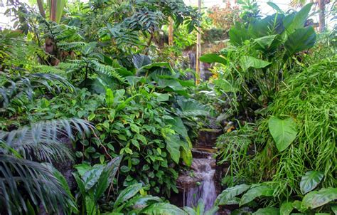 Journey into the Enchanting Verdure of a Tropical Plantation