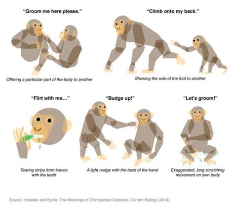 Journey into the Mind of a Verbal Primate