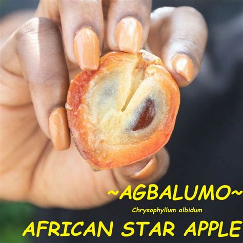 Journey into the Vibrant Cultural Traditions surrounding the African Star Apple