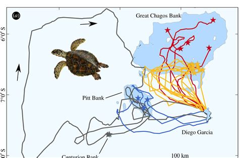 Journeying with Turtles: Migration Patterns and Impressive Navigation Skills