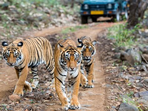 Jungle Safari: Embark on an Adventurous Wildlife Expedition