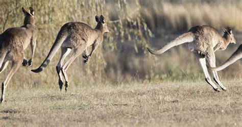 Kangaroo Insights: Understanding Their Unique Physical Features