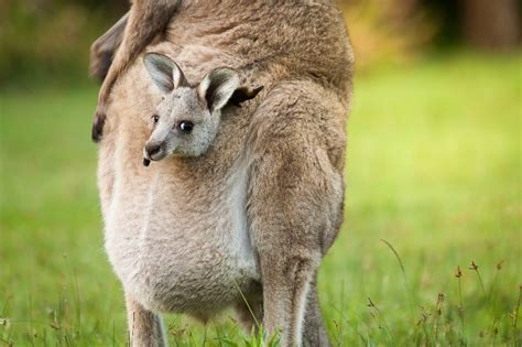 Kangaroo Mamas: Exploring the Intriguing World of Kangaroo Parenting