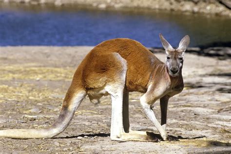 Kangaroo Symbolism: Exploring the Cultural Significance of These Majestic Animals