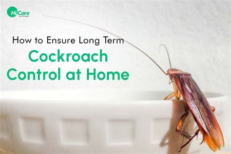 Keeping Your Home Cockroach-Free: Maintenance and Long-term Solutions