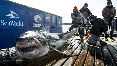 Key Pointers for an Exciting Expedition in Pursuit of Sharks