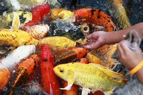 Koi Feeding Tips: Providing the Perfect Diet for Brilliant Colors