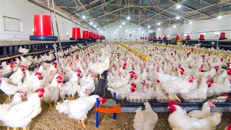 Launch Your Journey to Establishing a Thriving Poultry Enterprise