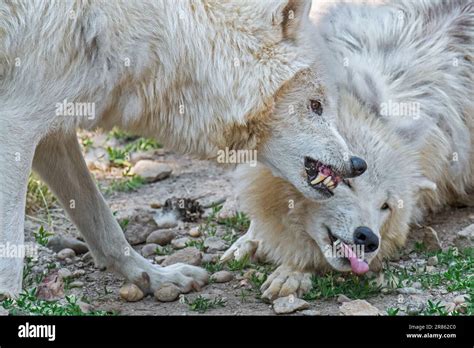 Leadership and Dominance in Packs of Wolves