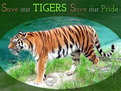 Learn about Efforts to Protect and Preserve Tigers