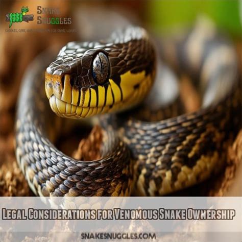 Legal Considerations and Permits for Snake Ownership