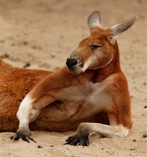 Legal Considerations for Keeping a Pet Kangaroo