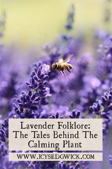 Legends and Myths: The Tales Behind Lavender Ranges