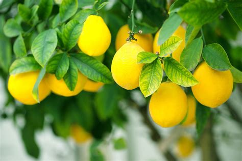 Lemon Trees: A Bountiful Source of Healing and Vitality